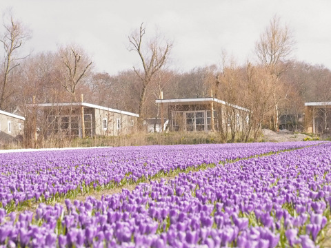 Glampinghytter og telte på Strand49 i Noord-Holland, omgivet af lilla blomster og nøgne træer om foråret.