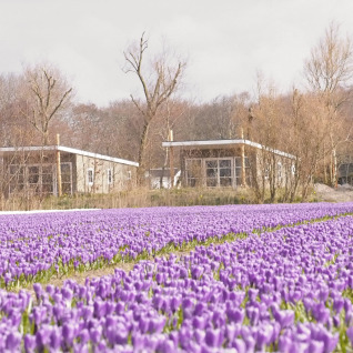 Alojamientos glamping en Strand49, Noord-Holland, rodeados de flores moradas y árboles desnudos en primavera.