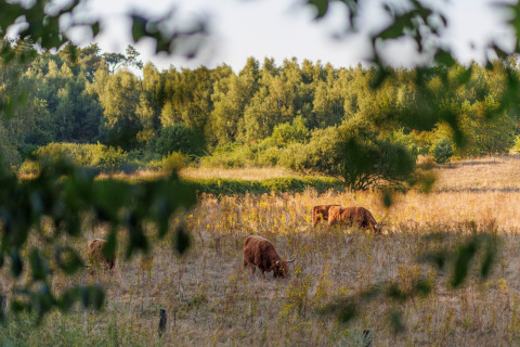 Highland cattle grazing in a scenic field at Camping Huttopia De Meinweg - Glamping Limburg, Netherlands.
