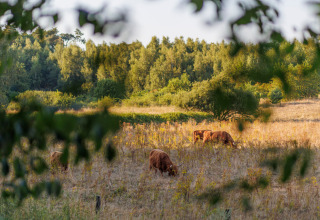 Mandria di mucche al pascolo a Camping Huttopia De Meinweg - Glamping Limburg, Paesi Bassi.