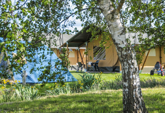 Glamping in tenda safari a Boerderij De Boerinn, Utrecht, Paesi Bassi, circondato da alberi e natura.