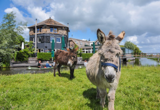 Deux ânes paissent devant les tentes glamping de Boerderij De Boerinn à Utrecht, Pays-Bas, près d’un canal et maisons.