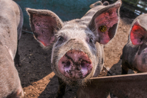 Nieuwsgierig varken op Boerderij De Boerinn – Safaritenten Utrecht, uniek glampingverblijf.