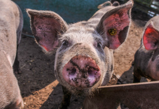Neugieriges Schwein bei Boerderij De Boerinn – Safaritenten Utrecht, ideal für Campingliebhaber.