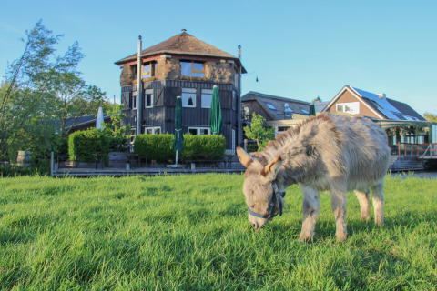 Un âne broute devant le site de glamping Boerderij De Boerinn avec tentes safari près d'Utrecht, Pays-Bas.