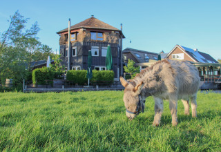 Een ezel graast voor de glamping van Boerderij De Boerinn met safaritenten, nabij Utrecht.