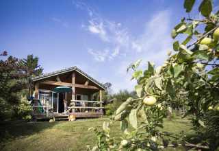 Glamping at Huttopia Lac d'Aiguebelette in Savoie, wooden cabin and apple tree in a sunny green setting.