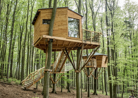 To træhushytter midt i en grøn skov, del af glamping-oplevelsen Baumhausherberge Robins Nest i Hessen.