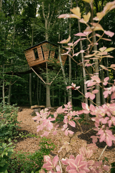 Træhytte glamping indkvartering i skoven ved Baumhausherberge Robins Nest - Boomhutten Hessen, natur omgivelser.