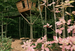 Treehouse glamping accommodation in the forest at Baumhausherberge Robins Nest - Boomhutten Hessen, surrounded by nature.
