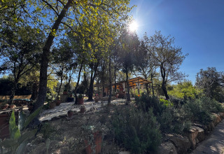 Glampingindkvartering blandt træer under solskin ved Agriturismo & Glamping Serraiola Alta i Toscana.