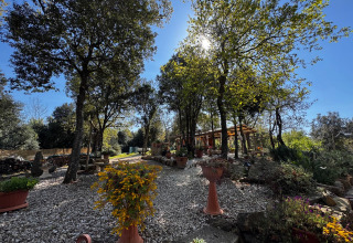 Solrigt skovområde med glampingtelte, blomsterkrukker og afslappende udendørs stemning hos Serraiola Alta.