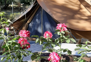 Glampingtent bij Agriturismo & Glamping Serraiola Alta in Toscane met bloeiende rozen op de voorgrond.