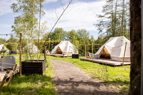 Luxe glamping tenten op Landgoed Lindehof – Glamp Lodges Friesland, omgeven door groen en bomen.