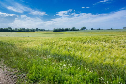 View of green fields near Ostsee Baumhaus glamping accommodation by the Baltic Sea in Schleswig-Holstein.