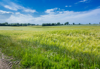 Vista de campos verdes cerca del glamping Ostsee Baumhaus junto al mar Báltico en Schleswig-Holstein.