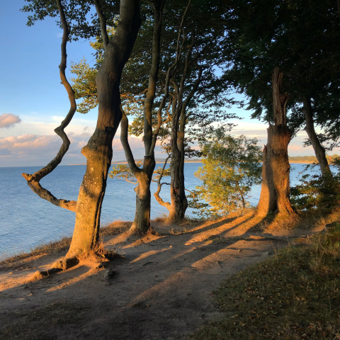 Bomen in het zonlicht aan een kustklif bij Ostsee Baumhaus glamping, Boomhutten Sleeswijk-Holstein.