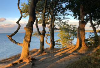 Árboles bañados por el sol junto a la costa, cerca de Ostsee Baumhaus glamping en Schleswig-Holstein, Alemania.