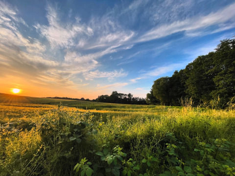 Coucher de soleil sur un pré près d'Ostsee Baumhaus aan de Oostzee - Boomhutten Schleswig-Holstein, glamping.