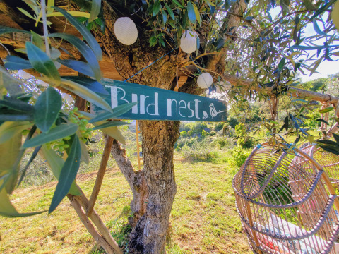 Cartel de 'Bird nest' colgado en un árbol en Quinta Vida Verde Glamping Portugal, rodeado de naturaleza.