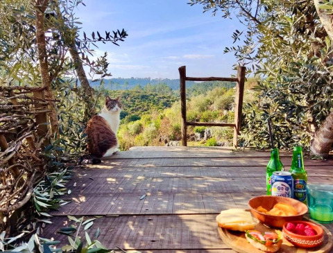 Un gatto siede su una terrazza in legno tra alberi, con cibo e bevande a Quinta Vida Verde - Glamping Portogallo.