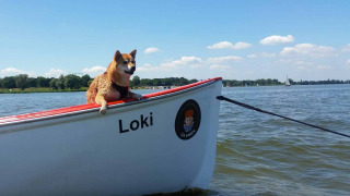Hondje in boot op water - Marina Parcs Naarden - Naarden, Noord-Holland, Nederland
