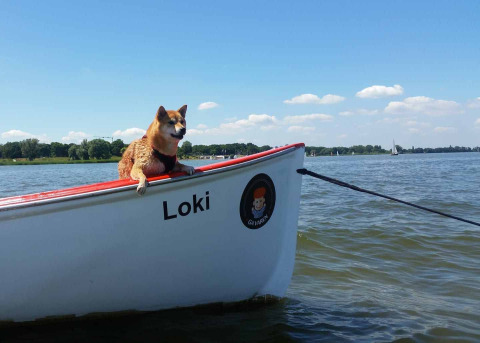 Een hond genaamd Loki leunt over de rand van een boot op een zonnige dag bij Marina Parcs Naarden.