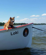 Perro en barca sobre el agua - Marina Parcs Naarden - Naarden, Holanda Septentrional, Países Bajos