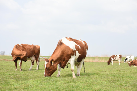 Cows grazing on green grass at Smûk Recreatie - Tiny houses Friesland, a perfect spot for glamping and camping.
