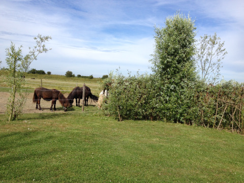 Groene weide met pony’s, bomen en afsluiting bij Minicamping De Bokkepsprong - Wijnvaten in Zeeland.