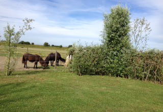 Groene weide met pony’s, bomen en afsluiting bij Minicamping De Bokkepsprong - Wijnvaten in Zeeland.
