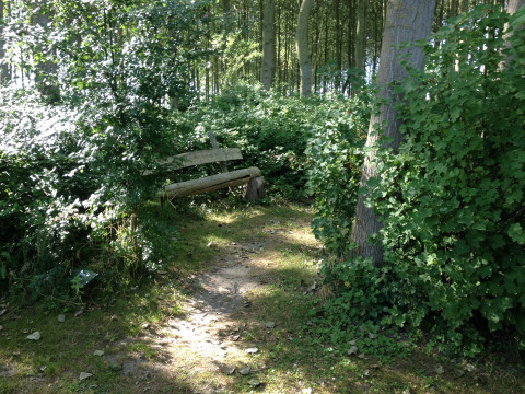 Sendero soleado en el bosque con banco rústico cerca del verde en Minicamping De Bokkepsprong - Wijnvaten en Zeeland.
