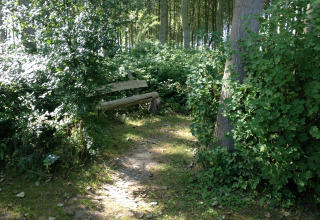 Chemin boisé ensoleillé avec banc rustique près de Minicamping De Bokkepsprong - Wijnvaten en Zeeland.