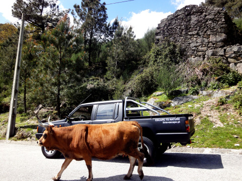 Una vaca marrón cruza la carretera delante de una camioneta negra 'ESCAPE TO NATURE' en un valle de Portugal.