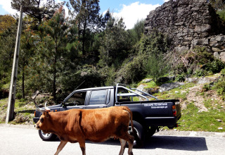 En brun ko krydser vejen foran en sort pickup med teksten 'ESCAPE TO NATURE' i en skovrig dal i Portugal.