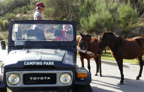 Persone danno da mangiare a cavalli selvaggi accanto a una jeep Toyota con logo 'Camping Park'.