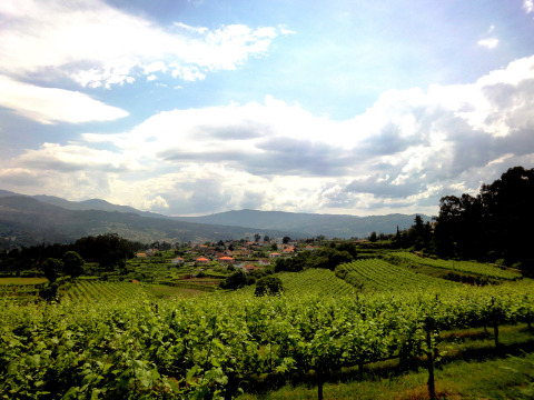 Paysage de vignes verdoyantes et collines, proche de Lima Escape Boomlodges et tentes glamping au Portugal.