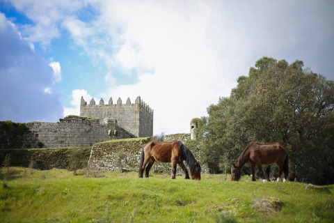 To heste græsser på en grøn mark foran en gammel stenkastel i Portugal under en blå himmel.