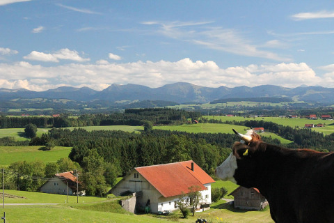 Panoramabillede af græsningsko med udsigt til bjerge, marker og glamping nær Isny, Baden-Württemberg.