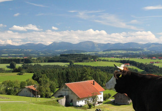 Panoramabillede af græsningsko med udsigt til bjerge, marker og glamping nær Isny, Baden-Württemberg.