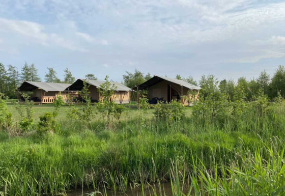 Alojamiento glamping con tiendas tipo safari en Camping Natuurlijk de Veenhoop en Friesland verde.