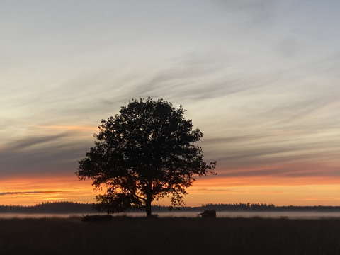 Een grote silhouetboom bij zonsondergang met glamping-accommodaties van Uitstek - Tiny Houses Drenthe op de achtergrond.