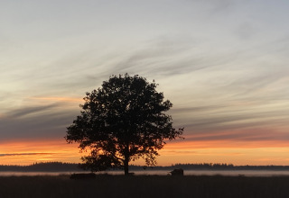 Un grande albero in controluce al tramonto, con gli alloggi glamping Uitstek - Tiny Houses Drenthe sullo sfondo.