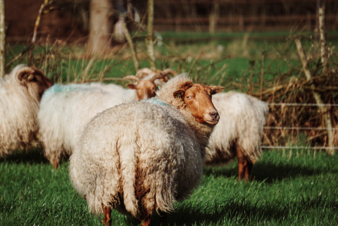 Schapen met dikke wol grazen op een groen veld bij Uitstek - Tiny Houses Drenthe, een glampinglocatie.