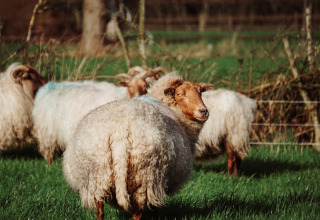 Des moutons laineux paissent dans un pré verdoyant près d’Uitstek - Tiny Houses Drenthe, glamping.
