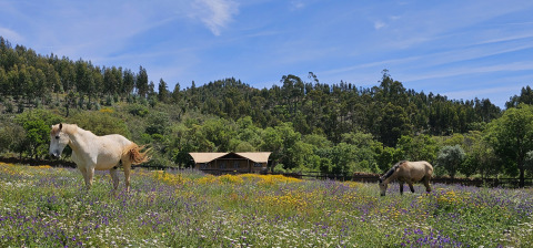 Twee paarden grazen in een bloemenweide bij Casa da Vinha - Glamping Lodges in Alentejo, omgeven door bos.