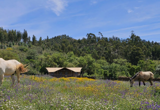 To heste græsser på en blomstereng foran Casa da Vinha - Glamping Lodges i Alentejo omgivet af skov.