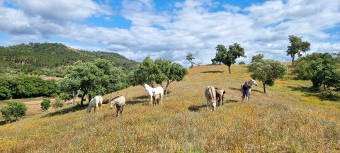 Paarden grazen op een heuvel bij Casa da Vinha Glamping Lodges in Alentejo onder een blauwe lucht.