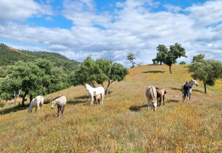 Des chevaux paissent sur une colline près des lodges Casa da Vinha Glamping en Alentejo, Portugal.