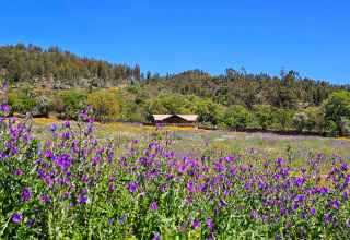 Glamping accommodatie 'Casa da Vinha - Glamping Lodges in Alentejo' tussen bloemenvelden en bosrijke heuvels.